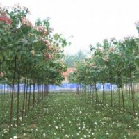 海州常山，香楸，臭梧桐１８３６６６３０６８７