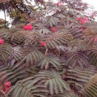 紫葉合歡 小苗彩葉苗綠化苗木供應(yīng)