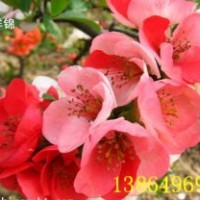 供應(yīng)流蘇苗，流蘇種子，皺皮木瓜苗，木瓜海棠