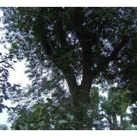 最新10公分12公分15公分20公分黃連木價(jià)格 江蘇黃連木產(chǎn)地