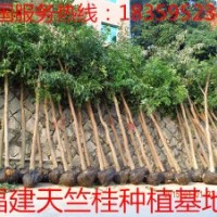 福建天竺桂 供應福建天竺桂 福建天竺桂商機 福建天竺桂價格