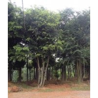 移栽欒樹香樟樸樹