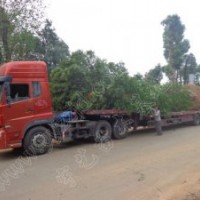 湖南益陽3米殺頭香樟基地