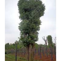 48公分香樟樹價(jià)格