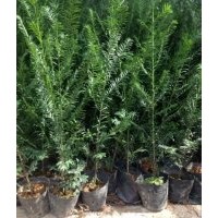 廣東紅豆杉-云南紅豆杉-四川紅豆杉-貴州紅豆杉-廣西紅豆杉-福建