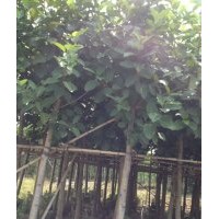廣東高山榕-云南高山榕-四川高山榕-貴州高山榕-廣西高山榕-福建