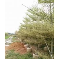 廣東錦葉欖仁-云南錦葉欖仁-四川錦葉欖仁-貴州錦葉欖仁-廣西錦葉