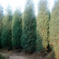 供應(yīng)4米左右的北京檜柏，一級苗