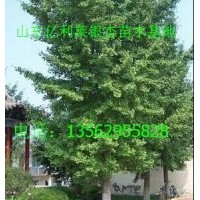 供應(yīng)山東銀杏樹苗木