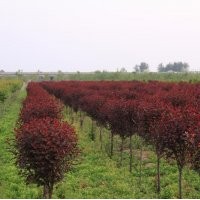 2015年紅葉李價格