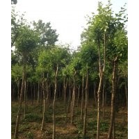 供北欒，杜梨，流蘇，櫻花，五角楓，青桐