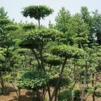 2015年供應叢生女貞造型，苗圃直銷