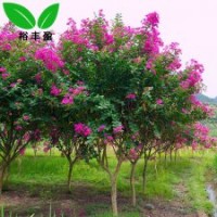 高桿紫薇湖南苗圃直銷(xiāo)紅紫薇工程樹(shù)行道大樹(shù)