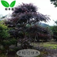 50年老樹樁嫁接紅花檵木紅桎木工程樹湖南苗圃