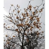 大量南洋楹，黃花風(fēng)鈴木供應(yīng)