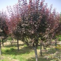 供應(yīng)紫葉李/紫葉李產(chǎn)地/紫葉李價(jià)格