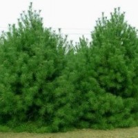 常年供應(yīng)華山松，白皮松，油松