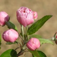 河北西府海棠,盡在天源苗圃,史上,價(jià)格最廉