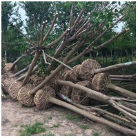 大葉女貞 鹽城大葉女貞