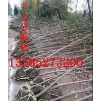 直銷(xiāo)2-10公分楓楊價(jià)格報(bào)價(jià)/江蘇基地楓楊價(jià)格報(bào)價(jià)