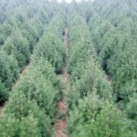 山西優(yōu)質(zhì)白皮松30--1米高