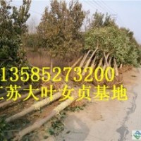 8公分大葉女貞價(jià)格報(bào)價(jià)、江蘇產(chǎn)地大葉女貞價(jià)格報(bào)價(jià)
