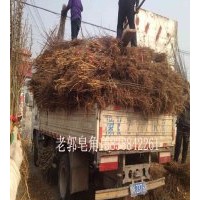 皂角樹苗那家強(qiáng) 老郭皂角15838842261