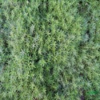 房頂綠化專用草 佛甲草 耐旱