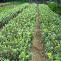 基地大量批發(fā)彩色綠化苗木花邊冬青銀邊冬青花邊黃楊金邊黃楊及苗