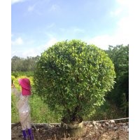 廣東省供應黃榕球苗木