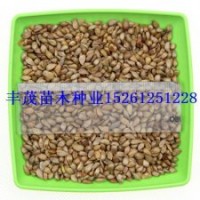 八棱海棠種子的價格