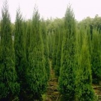 供應蜀檜高2米20元，2.8米50元直銷價！電話13507665695