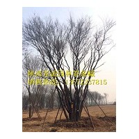 陜西龍誠(chéng)-大量供應(yīng)茶條槭