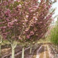 供應櫻花4—5公分，價格可協(xié)商