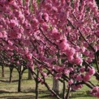 沭陽榆葉梅基地，榆葉梅價格，低價榆葉梅，榆葉梅批發(fā)