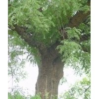 精品10公分黃連木價格 黃連木產(chǎn)地