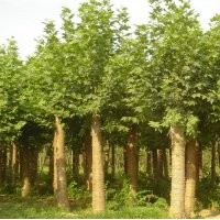 本基地出售速生法桐小苗，速生白蠟小苗