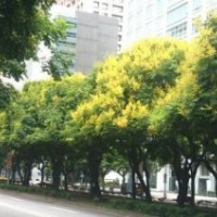 大量供應(yīng)益陽直徑22公分欒樹，20公分全冠欒樹，歡迎詢價