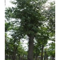 供應(yīng)大規(guī)格欒樹，大直徑移栽骨架欒樹