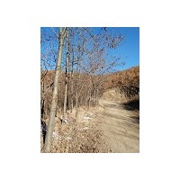 刺槐，臭椿，金絲柳，山核桃