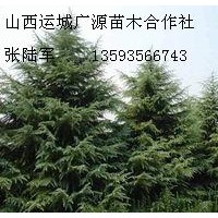 7、8米雪松大量低價(jià)優(yōu)惠供應(yīng)