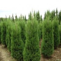 供應蜀檜高2米10元，2.5米20元、