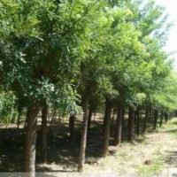 15公分國(guó)槐價(jià)格