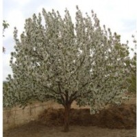 河北京紅海棠樹價(jià)格