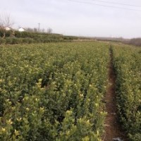 供應(yīng)煙臺招遠(yuǎn)冬青苗冬青球扦插小苗（大葉黃楊）