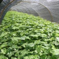 大量供應(yīng)小苗:龍柏小苗 、側(cè)柏小苗、八角金盤小苗