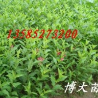 供應(yīng)最新紅王子錦帶價格、紅王子錦帶圖片、紅王子錦帶基地