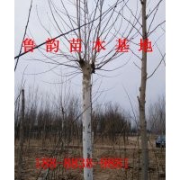 山東18公分法桐那里多法桐圖片