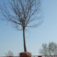 低價(jià)出售國(guó)槐