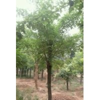 供應(yīng)五角楓